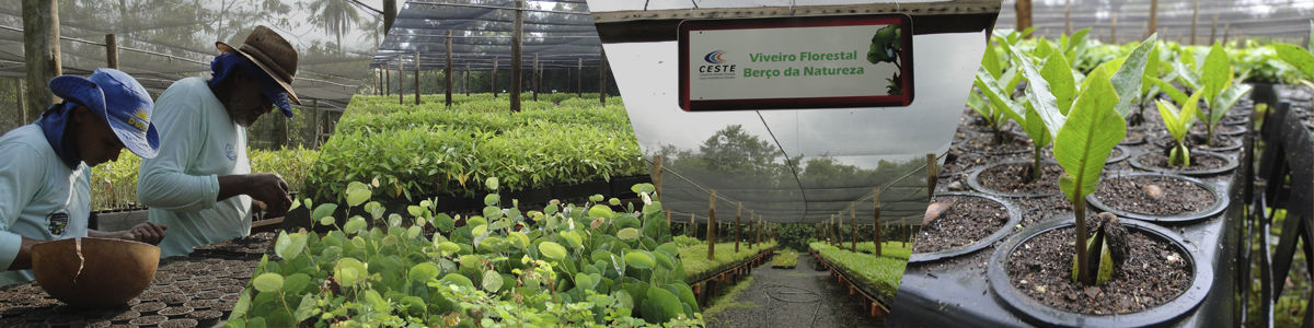 Viveiro Florestal Viveiro Florestal